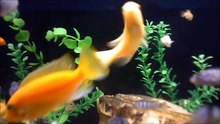 slow motion 73 dm.