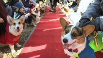 Alerta de fofura: 150 corgis se reúnem para as Olimpíadas de cães