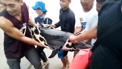 Dolphin Rescued By Beachgoers