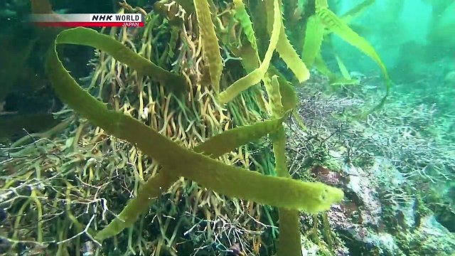 NHK Wildlife 2012 Guardians of the Kelp Forest Sea Otters