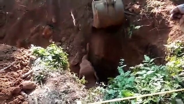 Un éléphant montre du respect aux hommes qui lui ont sauvé son bébé !