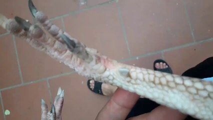 Gà ba hàng vảy - gà bạch đầu chỉ