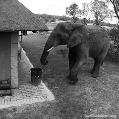 Un éléphant qui ramasse les déchets et les met à la poubelle