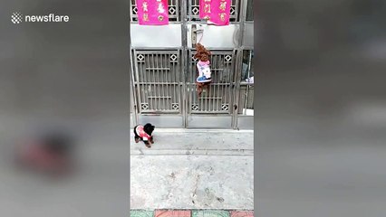 Jail-breaking dogs use teamwork to sneak into house