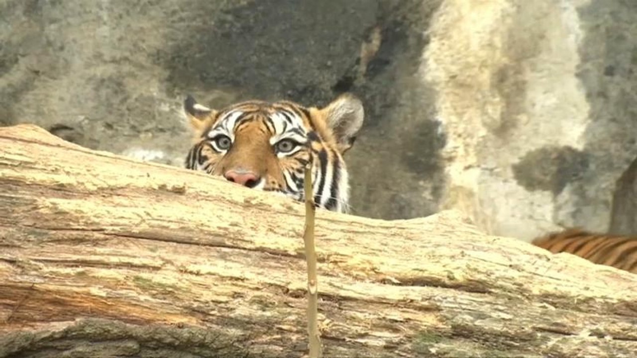 Berliner Tigerbabys schnuppern Frischluft