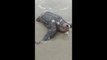 Ameaçadas de extinção, sete tartarugas de couro aparecem mortas no Paraná