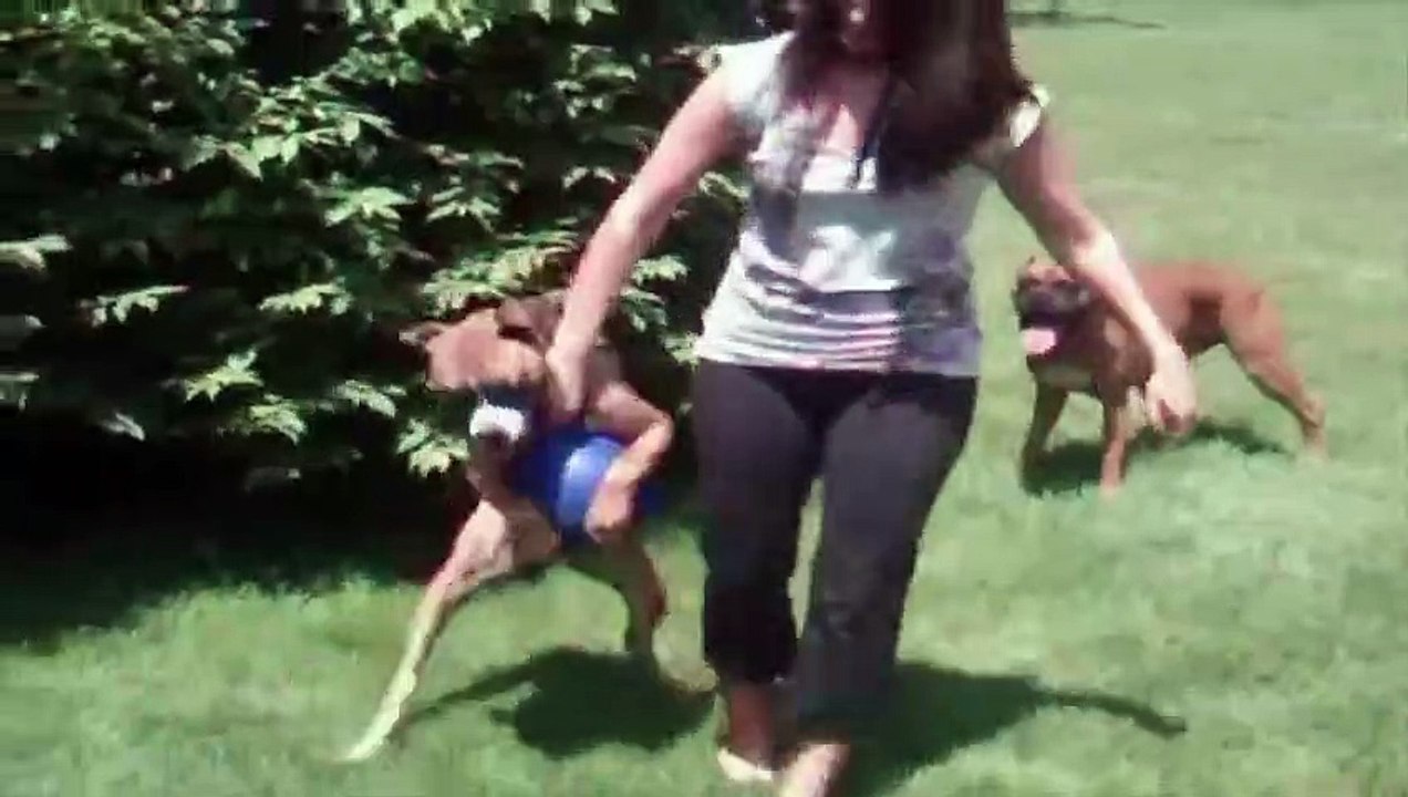 La maî confisque la balle du chien, mais ce que ce dernier fait vous fera mourir de rire !