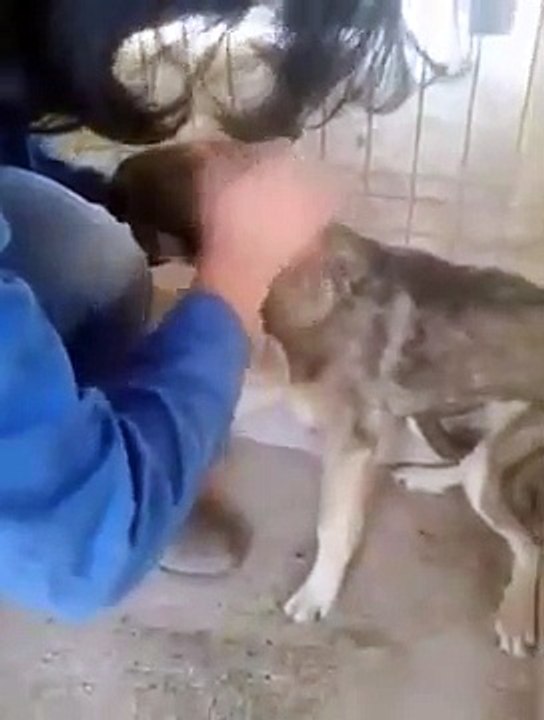Quand cette femme touche ce chien, il rບ d'une faç incroyable. Regardez !