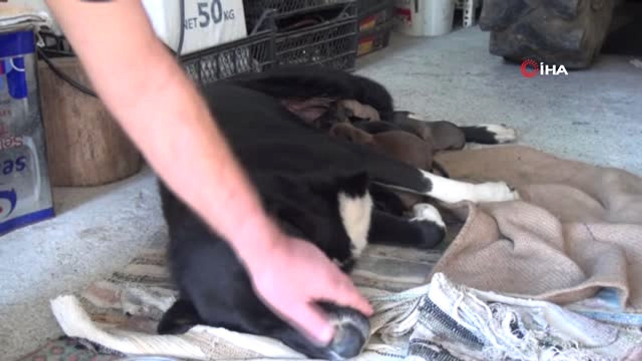 Gurbetçi Vatandaş Yurt Dışına Çıkması Gerektiği İçin Köpeklerine Sahip Arıyor