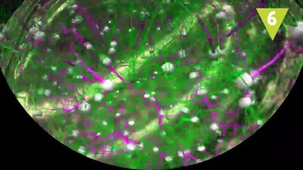 ¿Cómo funciona el cerebro de un adolescente?