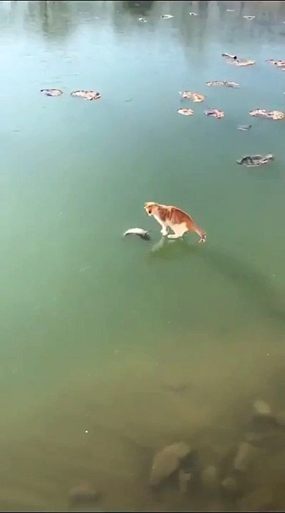 Ce chat essaye de prendre un poisson coincé dans l'eau glacée