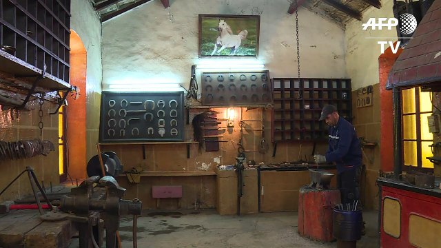 أحد آخر بياطير الجزائر يخشى على حرفة الاجداد