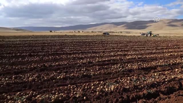 Malatya'da Yerli Tohum Patates Hasadı