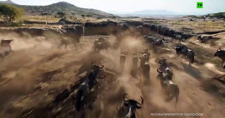 El rey león (2019) - Primer tráiler en español (HD)
