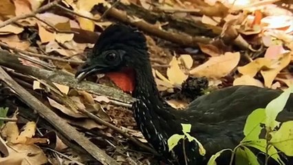 Celebrity Island With Bear Grylls S01 E01