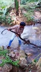 Snake expert removes massive king cobra from village stream