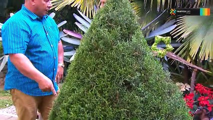 bd-cuidados-arbol-navidad-231118