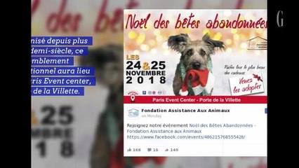 Des chiens et chats à adopter pour Noël