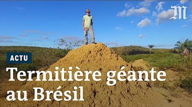 Une termitière de la taille de la Grande-Bretagne