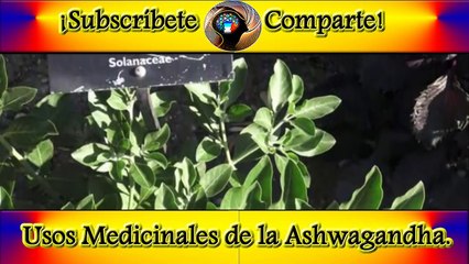Usos Medicinales de la Ashwagandha