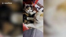Cat massages its friend's back but gets slapped for its trouble