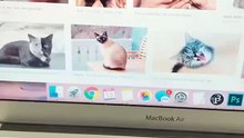 Cão encontra dono a fazer pesquisas na Internet que não são nada do seu agrado