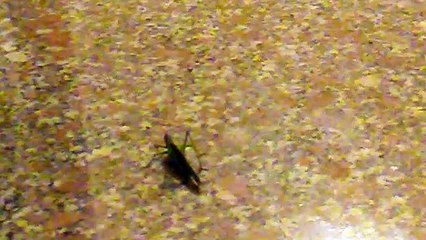 mondo animale EP 224