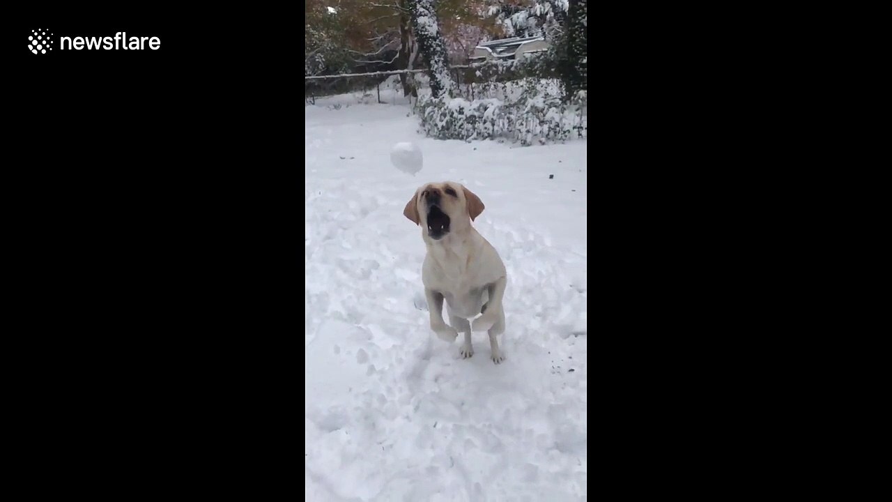 Sunshine the puppy loves to catch snowballs