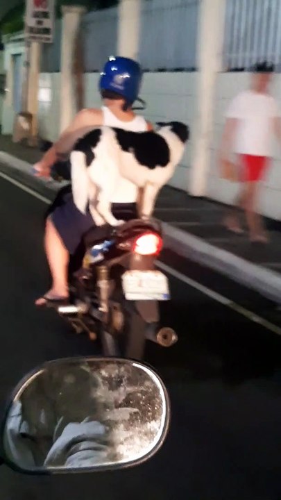 Speedy Scooting with a Canine Companion