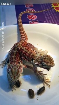 Des lézards siamois : 2 têtes pour une queue.