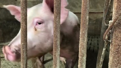 중국에 아프리카 돼지열병 창궐...당국·양돈농가 '초비상' / YTN