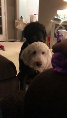 Lex Discovers a New Toy