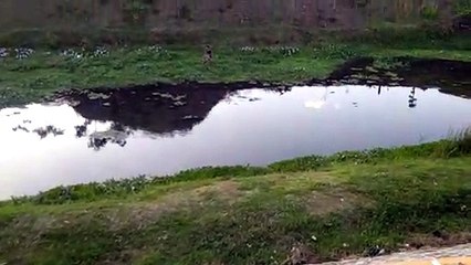 Menjala di Kali Tulungagung, East Java Indonesia