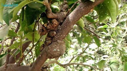 التدرن التاجي في شجر الزيتون