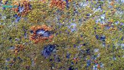 الاشنات في الاشجار و شجر الزيتون