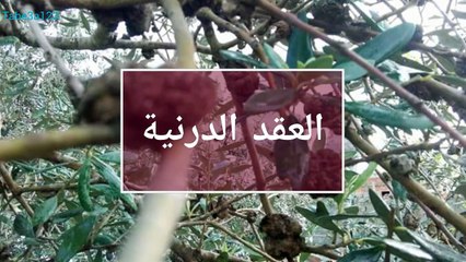 مرض العقد الدرنية في شجر الزيتون