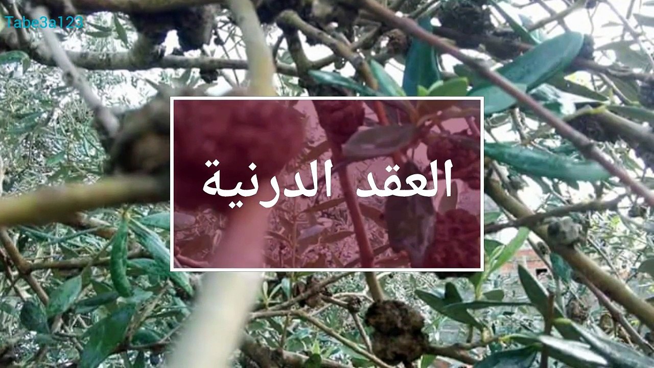 مرض العقد الدرنية في شجر الزيتون