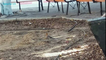 طائر الهدهد ينظف ريشه بالتراب