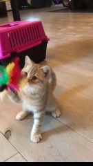 Chaton chocolate silver tabby