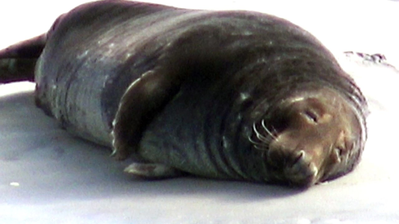 Jeux de phoques gris et phoques veaux marins