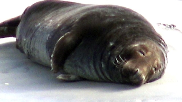 Jeux de phoques gris et phoques veaux marins