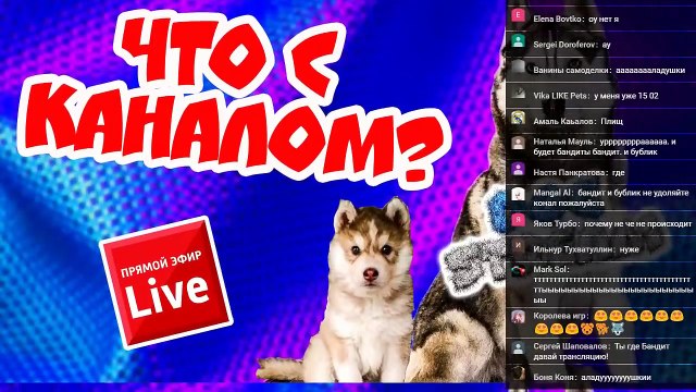 DOGSTREAM: ЧТО БУДЕТ С КАНАЛОМ? ХАСКИ БАНДИТ И БУБЛИК ОТВЕЧАЮТ НА ВОПРОСЫ ПОДПИСЧИКОВ В ПРЯМОМ ЭФИРЕ