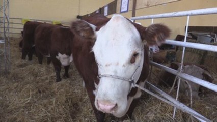 Expo Prado lleva a Montevideo lo mejor de la ganadería del país
