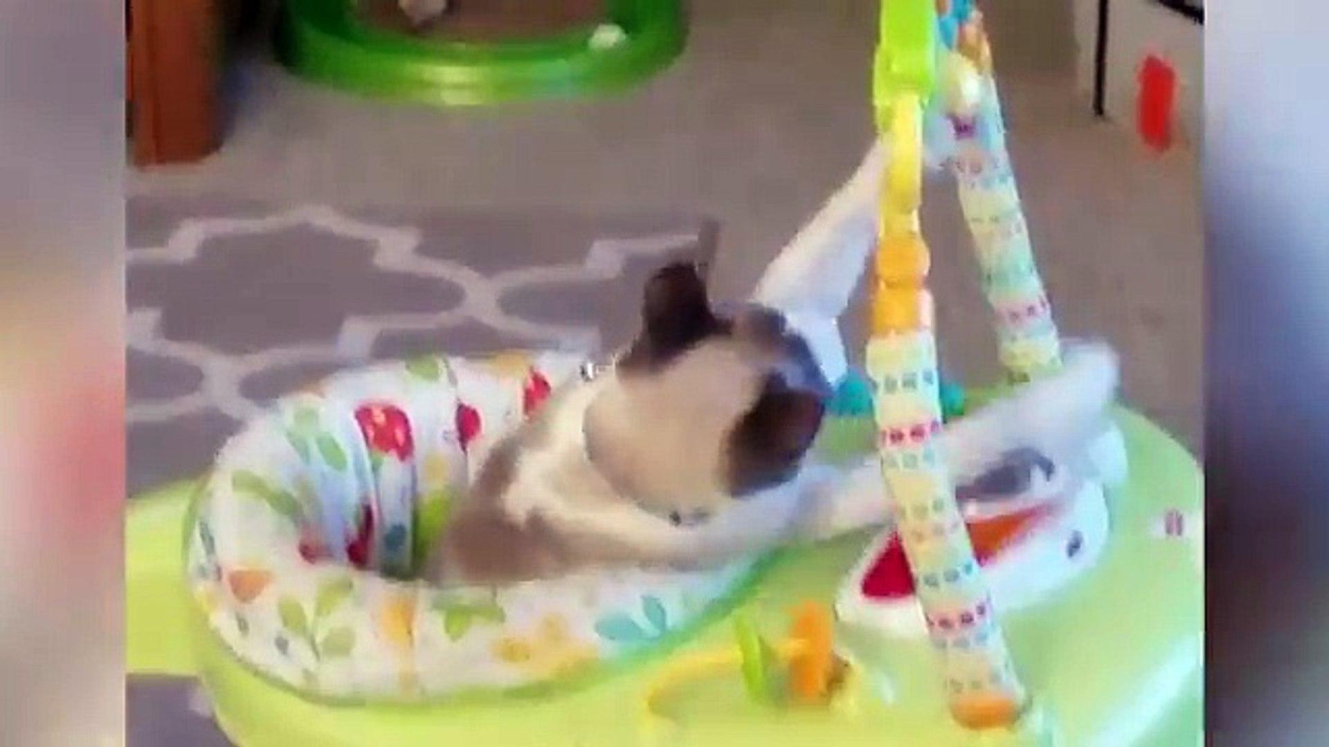 ⁣Cutest Pets of the Week Compilation April 2018 | Funny Pet Videos