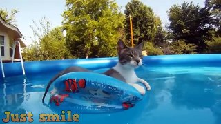 Funny Cats Compilation  Best Funny Cat Videos 2018