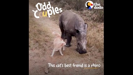 Un chat et un bébé rhinocéros sont meilleurs amis