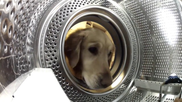 Ce chien vient chercher son doudou dans la machine à laver