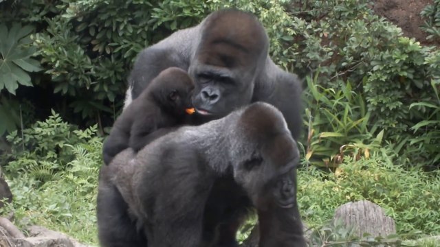 Quand papa gorille vient piquer la carotte de bébé!