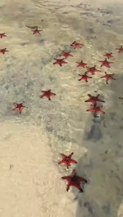 Des centaines de magnifiques étoiles de mer regroupées sur une plage