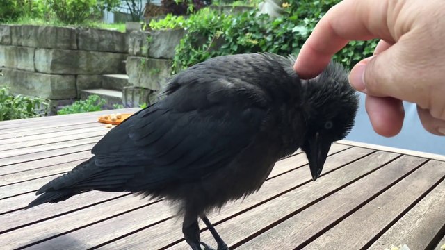 Cette corneille adore les calins... Trop mignon